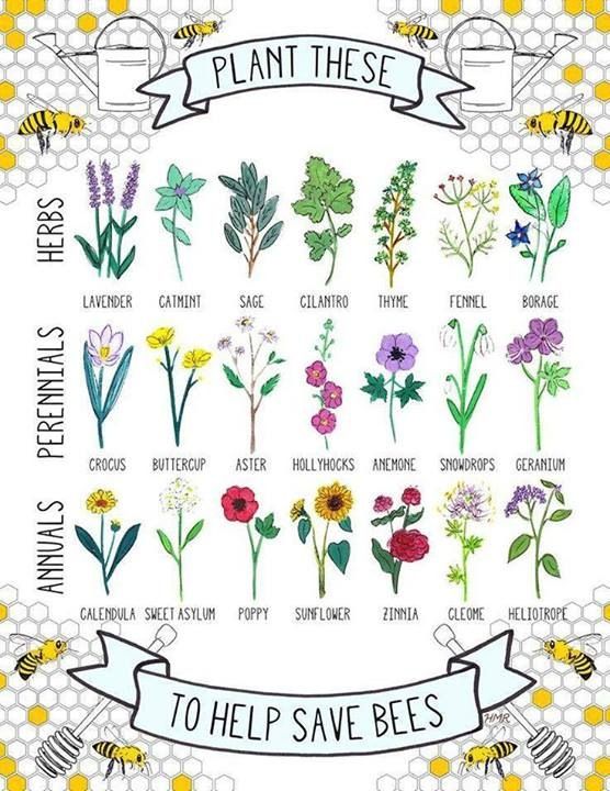 bees flowers 1