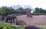 Dublin Zoo Elephants..